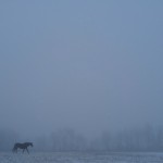 FogmareC