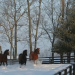 Snowmares